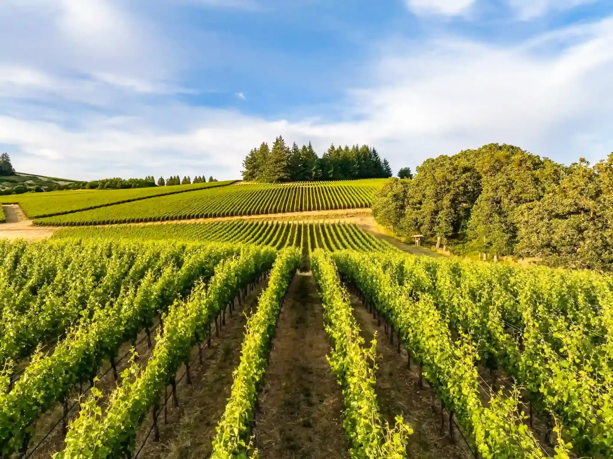 wine estate near Auch campsite